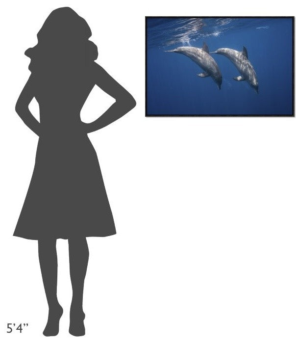 Two Bottlenose Dolphins, 30"x20"