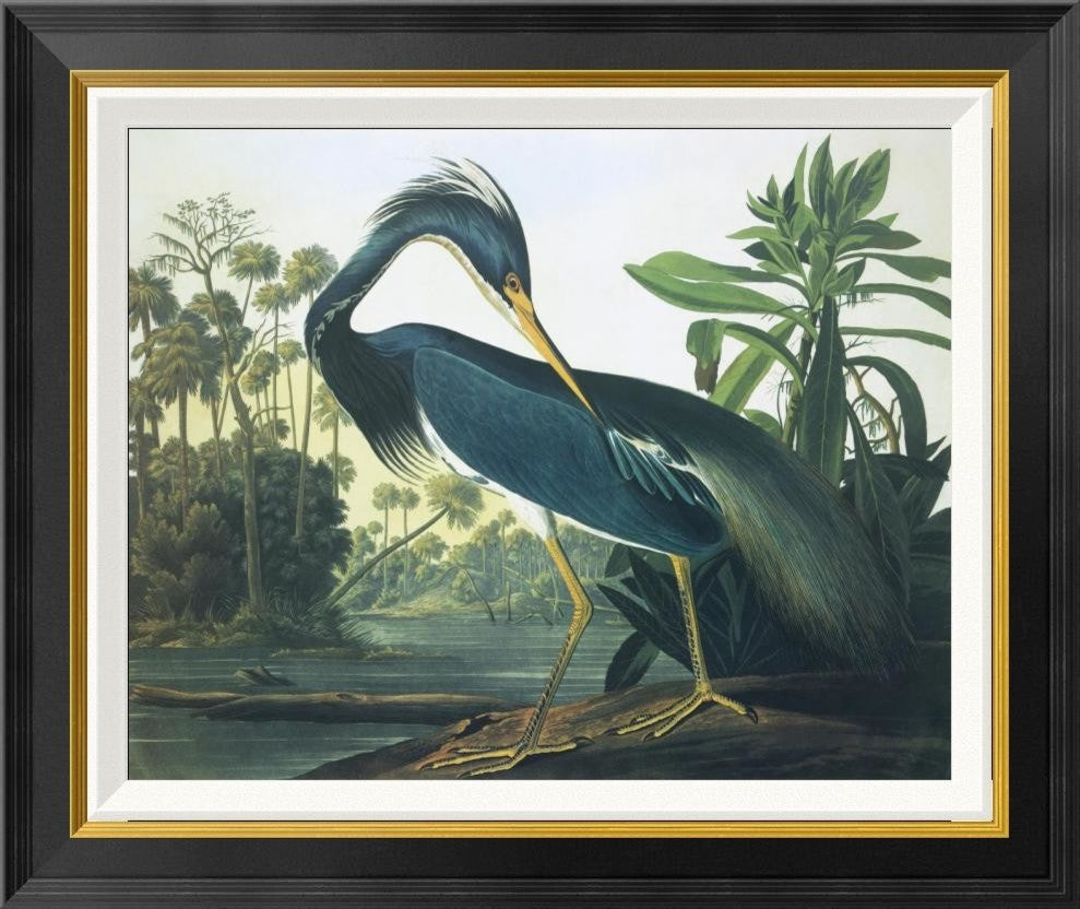 "Louisiana Heron" Framed Canvas Giclee by John James Audubon, 26"x22"
