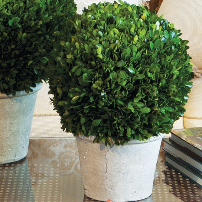 Elegant 16 in Ball Topiary in Pot Preserved Boxwood Greenery Faux Floral English