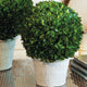 Elegant 16 in Ball Topiary in Pot Preserved Boxwood Greenery Faux Floral English