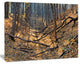 Thick Autumn Forest Panorama, Landscape Canvas Art Print, 60x40