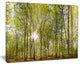 "Green Forest Panoramic View" Canvas Print