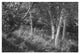 "Sunlit Birches II" Digital Paper Print by Sue Schlabach, 20"x14"