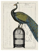 "Peacock Birdcage II" Digital Paper Print by Sue Schlabach, 26"x34"
