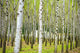 "Into the Woods, Six" Canvas, 24"x36"