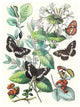 Butterflies: N. Lucilla, L. Sibylla- Fine Art Giclee Print 24" x 36"