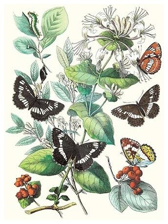Butterflies: N. Lucilla, L. Sibylla- Fine Art Giclee Print 24" x 36"