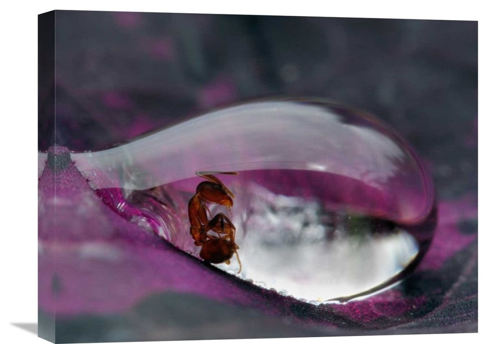 "Caught In A Droplet" Stretched Canvas Giclee by Jimmy Hoffman, 22x17"