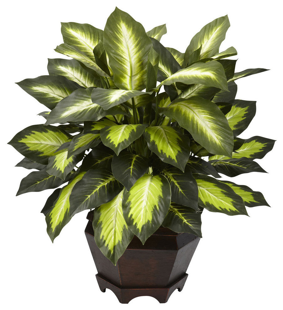 Triple Golden Dieffenbachia With Wood Vase