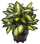 Triple Golden Dieffenbachia With Wood Vase