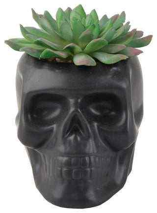 Full frontal image of the complete skull planter with succulent on a white background; no text or diagrams; product edges fully visible.