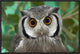 Southern White-Faced Owl Portrait, Native To Southern Africa, 24"x16"