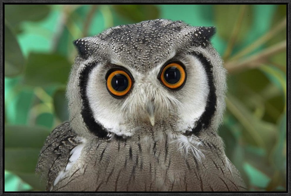 Southern White-Faced Owl Portrait, Native To Southern Africa, 24"x16"