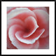 "Begonia" Framed Digital Print by Lotte Gronkjaer, 32"x32"