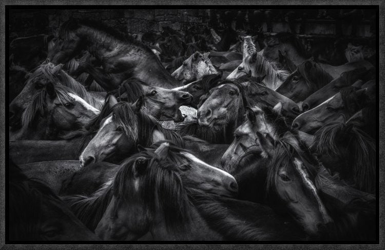 "Acorralados" Framed Canvas Giclee by Alfonso Maseda Varela, 17x11"