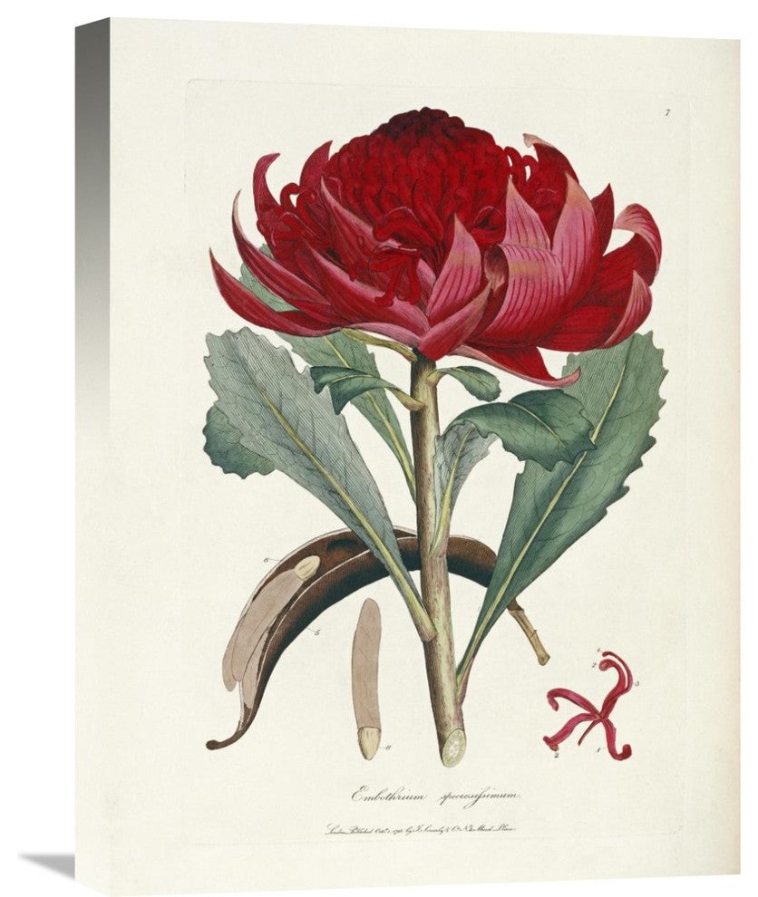 "A Specimen of The Botany of New Holland" Artwork, 16" x 22"