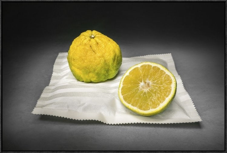 Citrus, 36"x24"