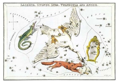 Cygnus and Adjacent Constellations- Paper Poster 20" x 30"