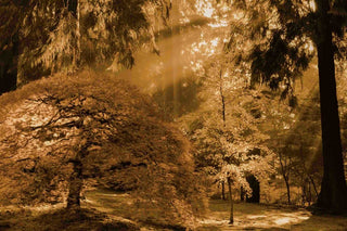 "Bathed in Morning Light" Painting Print on Canvas