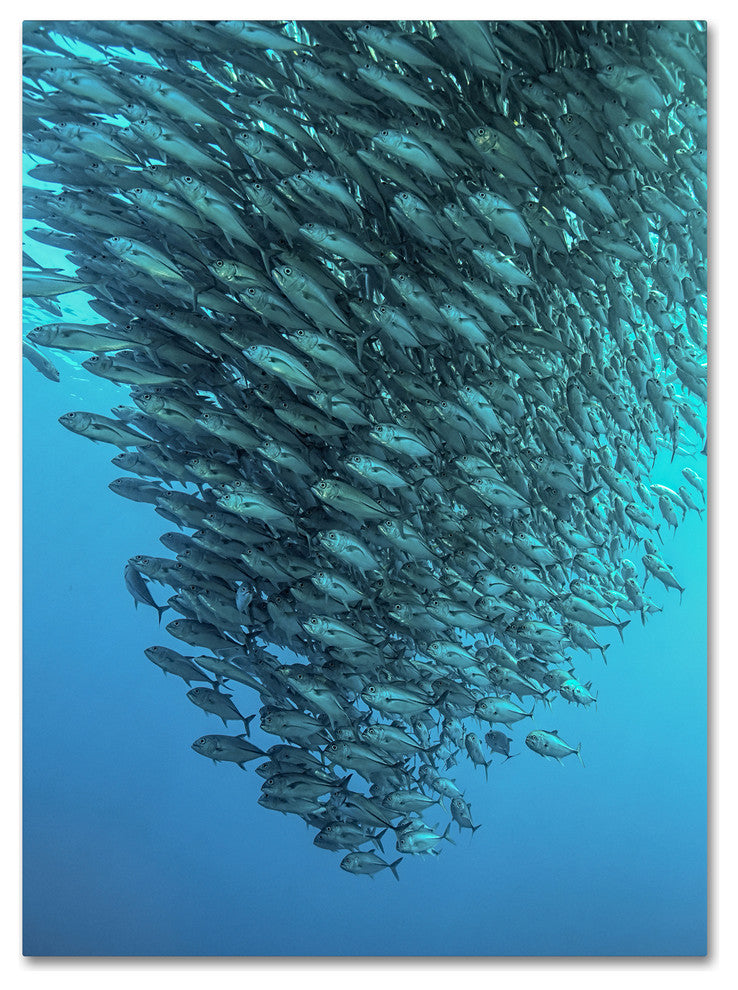 Henry Jager 'Schooling Jackfishes' Canvas Art, 19x14