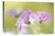 "Pink Melody" Stretched Canvas Giclee by Mandy Disher, 18x12"