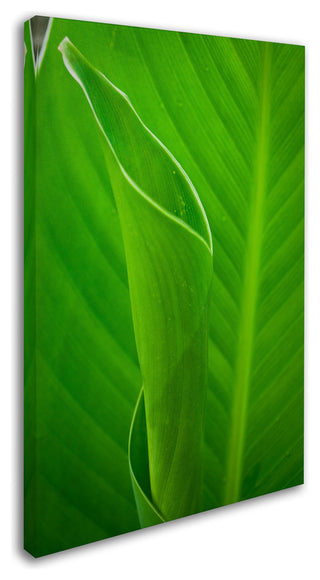 PIPA Fine Art 'Leaves Canna Lily' Canvas Art, 32x22