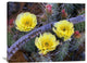 "Opuntia Cactus Blooming, North America" Artwork, 40" x 30"