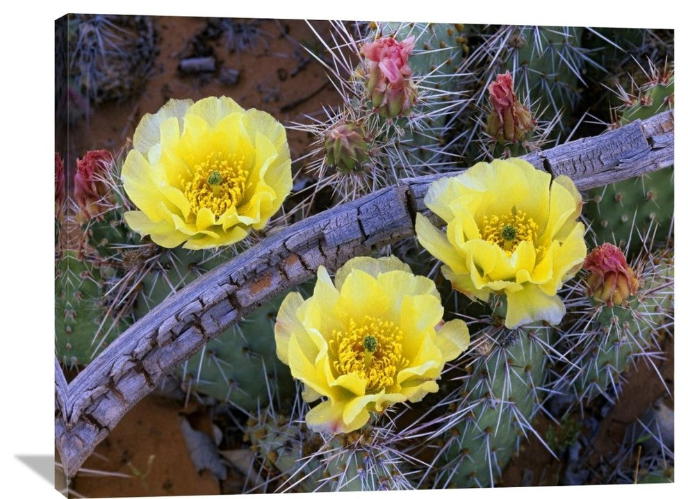 "Opuntia Cactus Blooming, North America" Artwork, 40" x 30"
