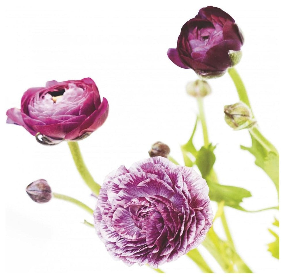 "Spring Ranunculus II" Digital Paper Print by Laura Marshall, 42"x42"
