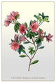 The Dwarf Crimson Chinese Azalea- Gallery Wrapped Canvas Art 28" x 42"