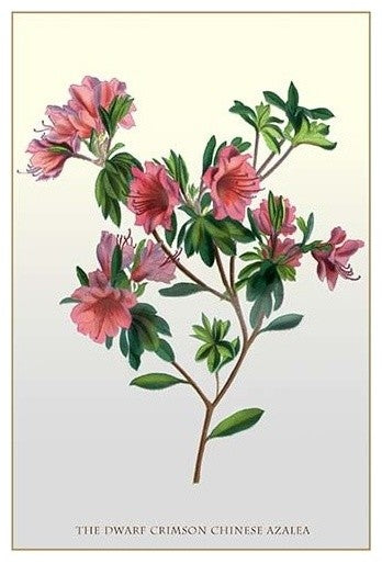 The Dwarf Crimson Chinese Azalea- Gallery Wrapped Canvas Art 28" x 42"