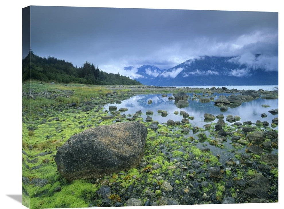 "Low Tide Revealing Algae Covered Rocks, Alaska" Artwork, 28" x 22"