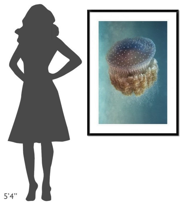 "Jellyfish Phylorhiza Punctata" Framed Digital Print by Yaron Halevy, 32x44"