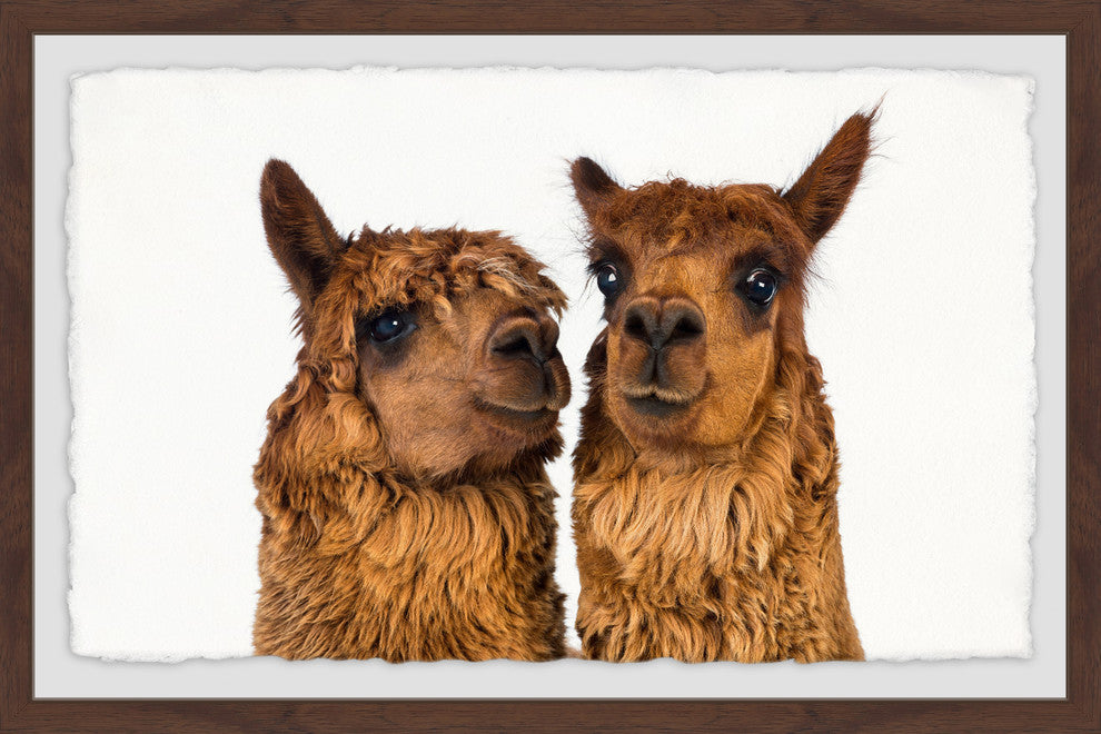 "Brown Llama Pair" Framed Painting Print, 30"x20"