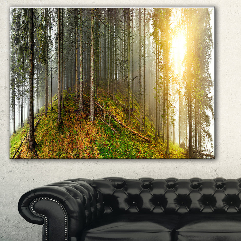 "Early Morning Sun in Forest" Canvas Print