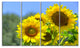 Beautiful Sunflowers View, Floral Canvas Art Print, 48"x28", 4 Panels