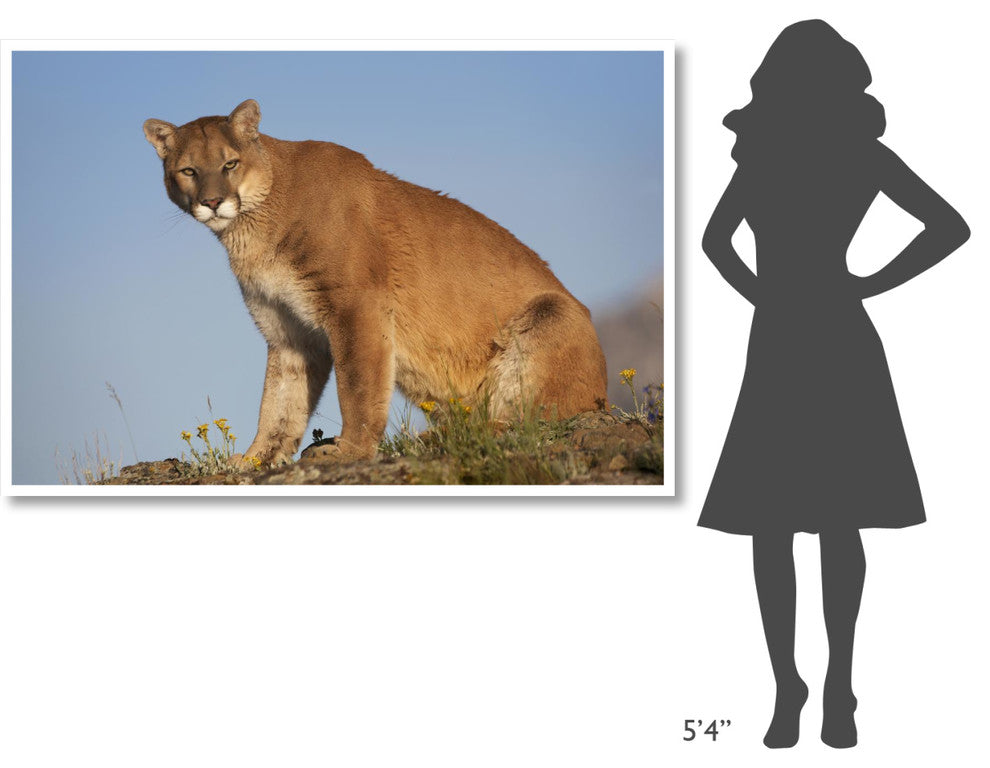 "Mountain Lion North America" Digital Paper Print by Tim Fitzharris, 62"x42"