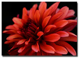 'Red Dhalia' Canvas Art by Kurt Shaffer