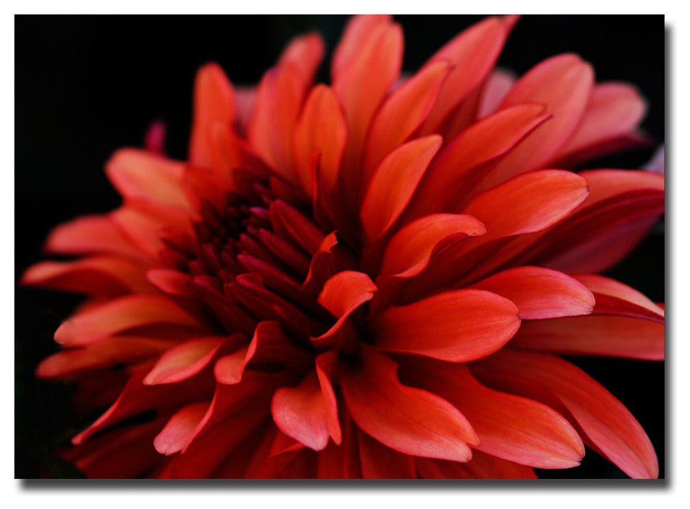 'Red Dhalia' Canvas Art by Kurt Shaffer