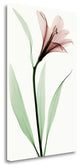 "Lily II" By Robert Coop, Giclee Print on Gallery Wrap Canvas, Ready to Hang