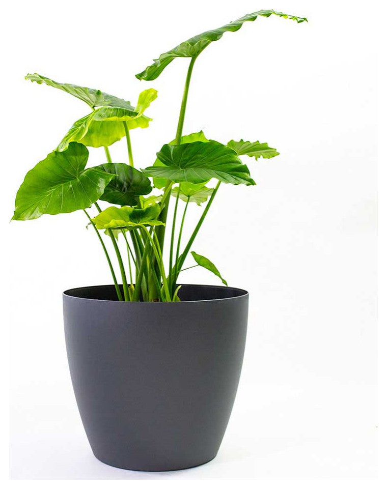 American Essence Memphis Modern Medium Indoor Plastic Round Planter, Charcoal Metallic, 13