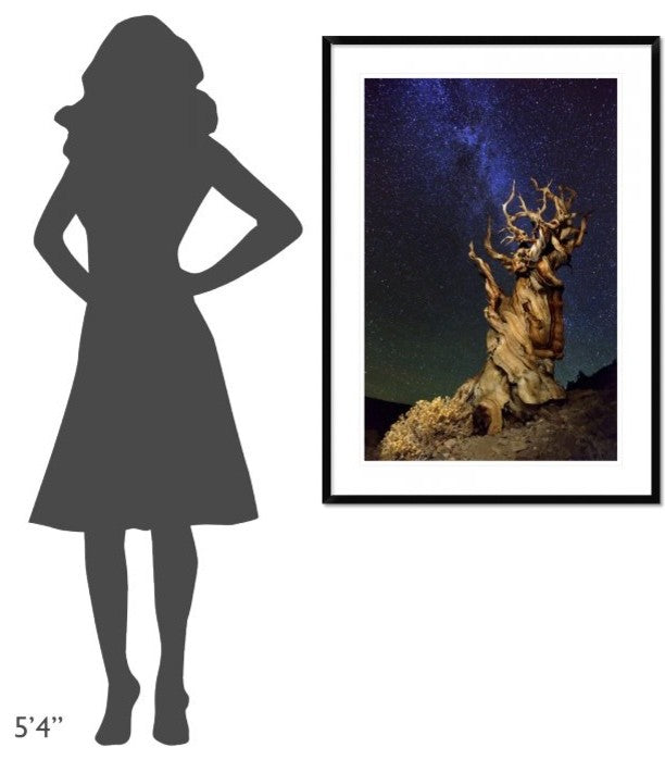 "Bristlecone Pine" Framed Digital Print by Tanja Ghirardini, 32x44"