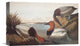 "Canvas-Backed Duck" Stretched Canvas Giclee by John James Audubon, 16"x11"