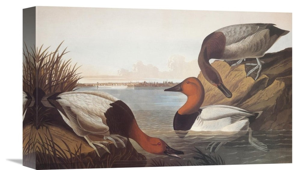 "Canvas-Backed Duck" Stretched Canvas Giclee by John James Audubon, 16"x11"