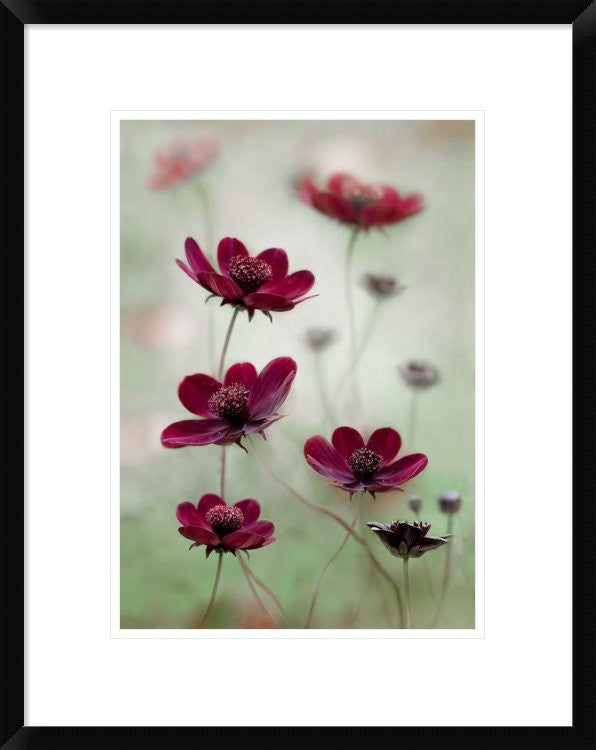 "Cosmos Sway" Framed Digital Print by Mandy Disher, 19x24"