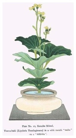 Tsuwa-Buki (Ligularia Tussilagineana) in a Wide Mouth Tsubo