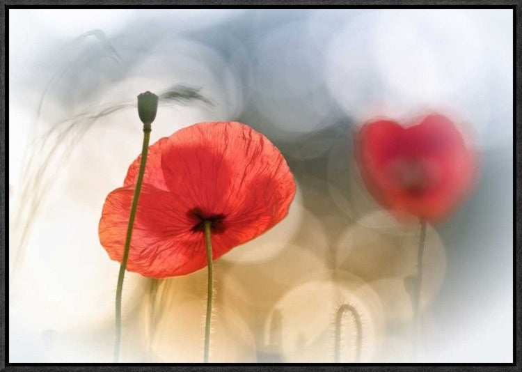 "Morning Poppies" Framed Canvas Giclee by Steve Moore, 23x16"