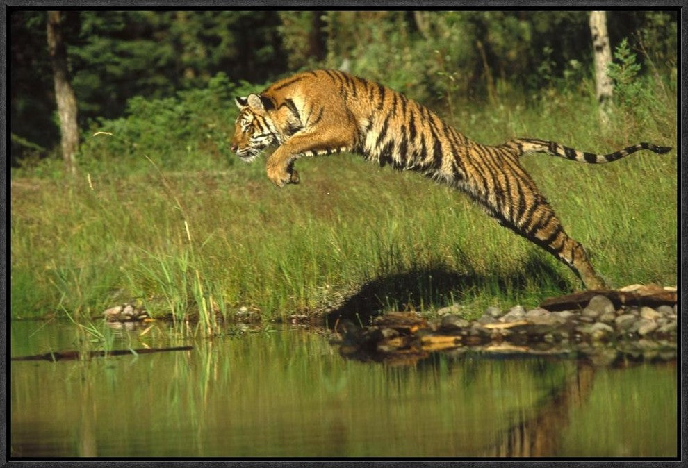 "Siberian Tiger leaping across river, Asia"  by Tim Fitzharris, 25x17"