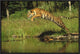 "Siberian Tiger leaping across river, Asia"  by Tim Fitzharris, 25x17"