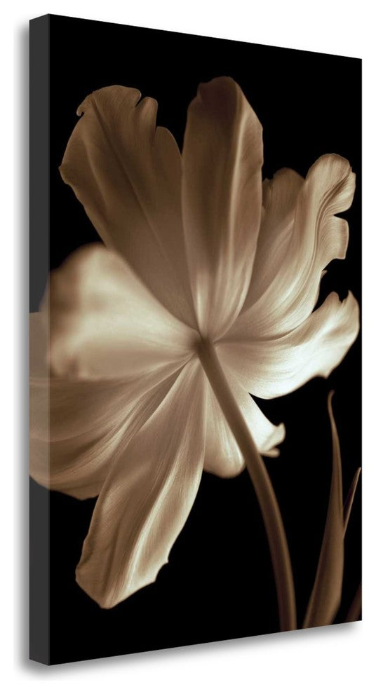 "Champagne Tulip II" By Charles Britt, Giclee Print on Gallery Wrap Canvas